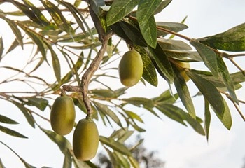 橄欖油高溫料理好嗎