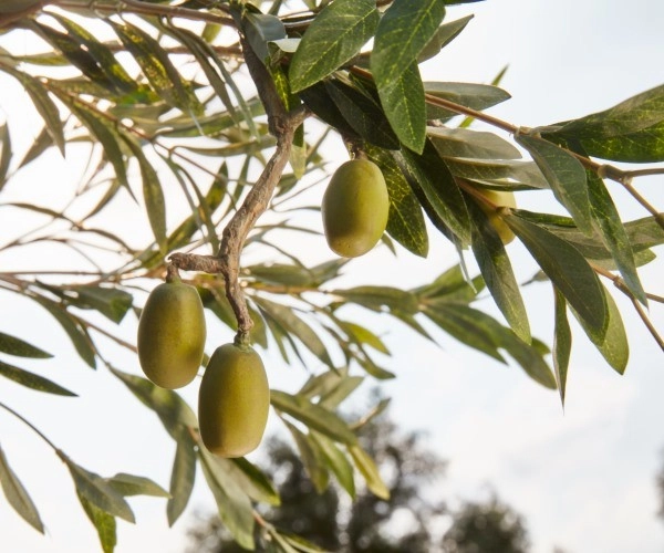 橄欖油高溫料理好嗎 橄欖油高溫料理好嗎