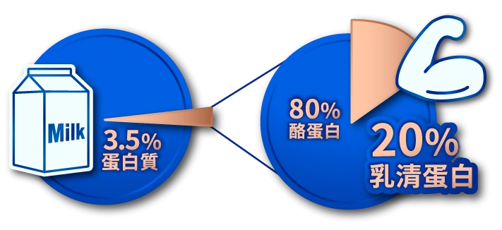 乳清蛋白是什麼？酪蛋白是什麼？