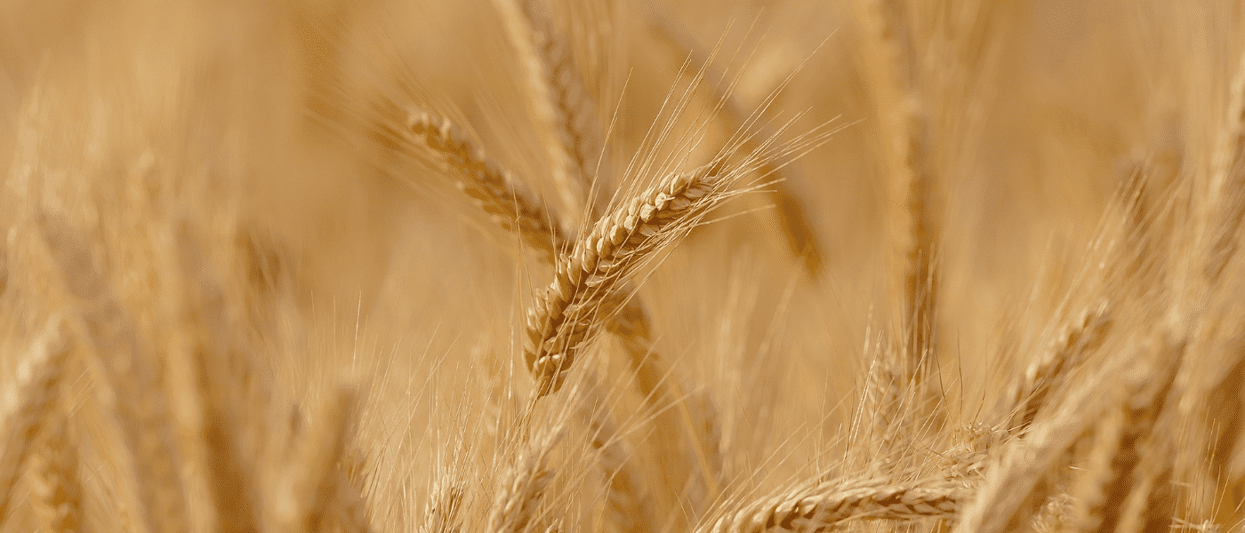 Returning to the Essence of Food