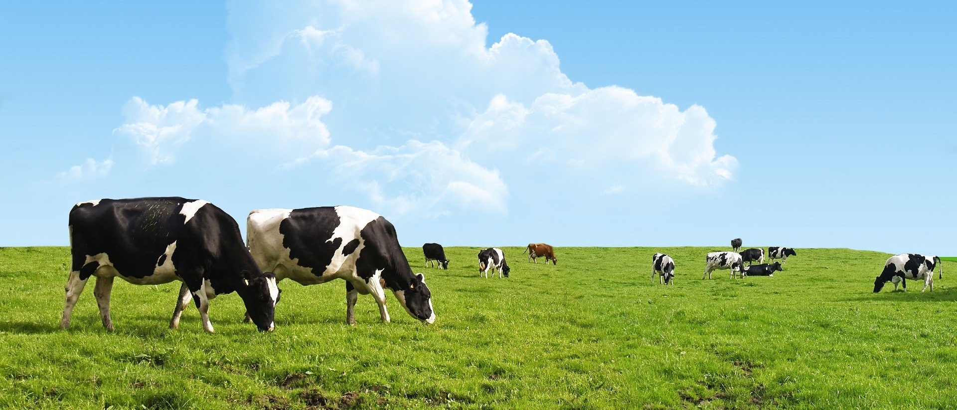 乳品專家「福樂」,致力提供自然優質的乳品營養,守護全家人的健康 乳品專家「福樂」,致力提供自然優質的乳品營養,守護全家人的健康