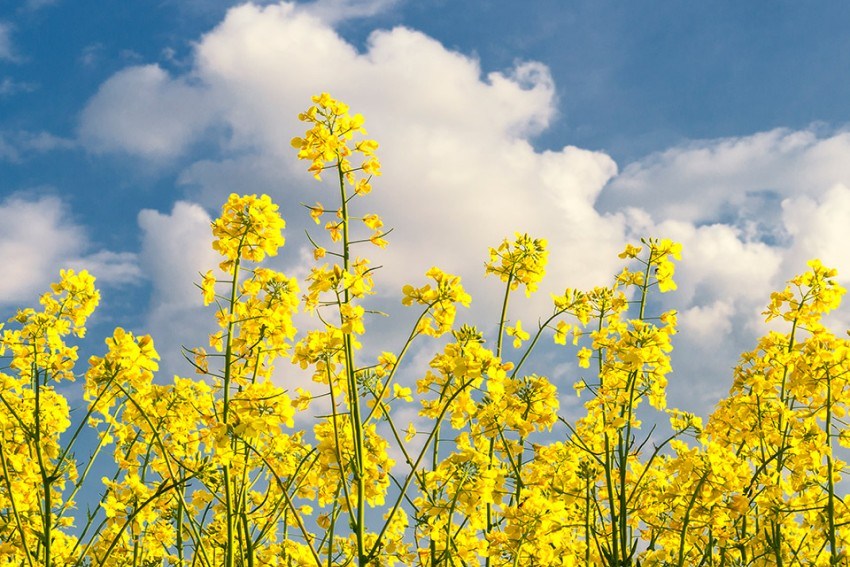 2024 Standard Foods "Grow with Love" Nutritional Education Program Competition